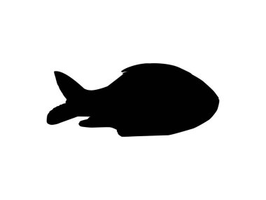 Catla ya da Katla Fish, büyük Güney Asya Sazanı, Simge, Sembol, Logo Tipi, Pictogram, Apps, Web Sitesi ya da Grafik Tasarım Elemanı olarak da bilinir. Vektör İllüstrasyonu