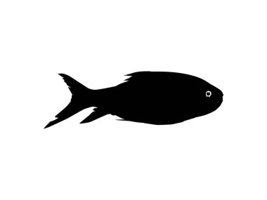 Catla ya da Katla Fish, büyük Güney Asya Sazanı, Simge, Sembol, Logo Tipi, Pictogram, Apps, Web Sitesi ya da Grafik Tasarım Elemanı olarak da bilinir. Vektör İllüstrasyonu