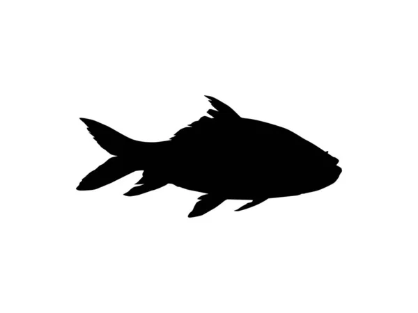 Catla Katla Ψάρια Επίσης Γνωστή Μεγάλη Νότια Ασία Κυπρίνου Σιλουέτα — Διανυσματικό Αρχείο