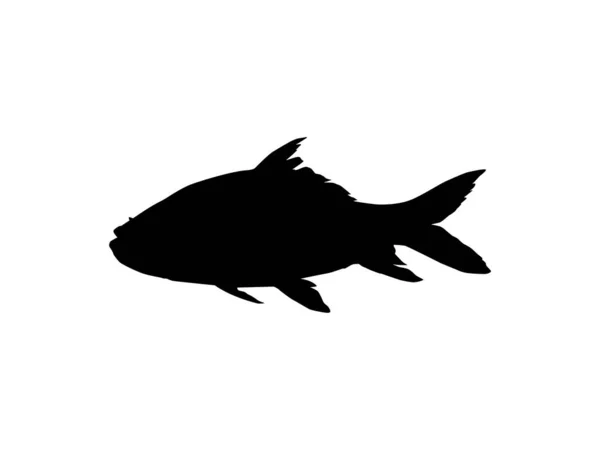 Catla Katla Fish También Conocida Como Principal Carpa Del Sur — Archivo Imágenes Vectoriales