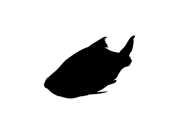Catla或Katla Fish 也被称为主要的南亚鲤鱼 标志类型 象形文字 应用程序 网站或平面设计元素 病媒图解 — 图库矢量图片