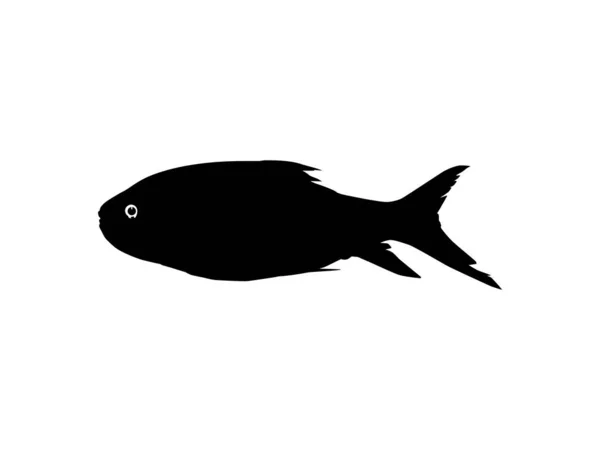 Catla Або Katla Fish Також Відома Основна Південно Азійська Карпа — стоковий вектор