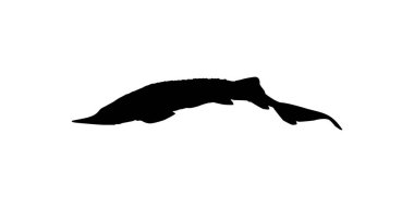 Beluga Sturgeon ya da Huso Fish Silhouette, Primium ve Pahalı Havyar Üreten Balık, Logo Tipi için, Sanat Illustration, Pictogram, Apps, Web Sitesi veya Grafik Tasarım Elemanı. Vektör İllüstrasyonu