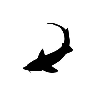 Beluga Sturgeon ya da Huso Fish Silhouette, Primium ve Pahalı Havyar Üreten Balık, Logo Tipi için, Sanat Illustration, Pictogram, Apps, Web Sitesi veya Grafik Tasarım Elemanı. Vektör İllüstrasyonu