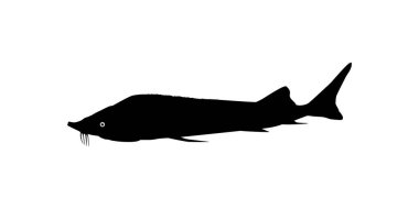 Beluga Sturgeon ya da Huso Fish Silhouette, Primium ve Pahalı Havyar Üreten Balık, Logo Tipi için, Sanat Illustration, Pictogram, Apps, Web Sitesi veya Grafik Tasarım Elemanı. Vektör İllüstrasyonu