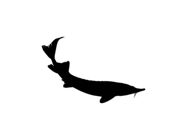 Beluga Sturgeon ya da Huso Fish Silhouette, Primium ve Pahalı Havyar Üreten Balık, Logo Tipi için, Sanat Illustration, Pictogram, Apps, Web Sitesi veya Grafik Tasarım Elemanı. Vektör İllüstrasyonu