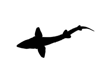Beluga Sturgeon ya da Huso Fish Silhouette, Primium ve Pahalı Havyar Üreten Balık, Logo Tipi için, Sanat Illustration, Pictogram, Apps, Web Sitesi veya Grafik Tasarım Elemanı. Vektör İllüstrasyonu