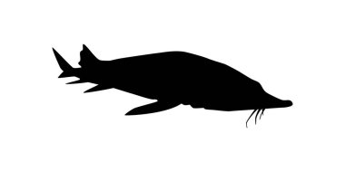 Beluga Sturgeon ya da Huso Fish Silhouette, Primium ve Pahalı Havyar Üreten Balık, Logo Tipi için, Sanat Illustration, Pictogram, Apps, Web Sitesi veya Grafik Tasarım Elemanı. Vektör İllüstrasyonu