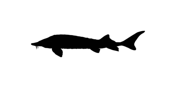 Beluga Sturgeon Huso Fish Silhouette Fish Que Producen Caviar Premium — Archivo Imágenes Vectoriales