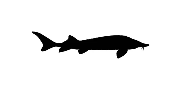 采购产品Beluga Sturgeon或Huso Fish Silhouette Fish Which Produce Premium Expensive Caviar — 图库矢量图片