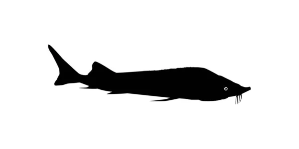 Белужский Осетр Рыбный Силуэт Гусо Рыба Которая Производит Премиум Дорогую — стоковый вектор