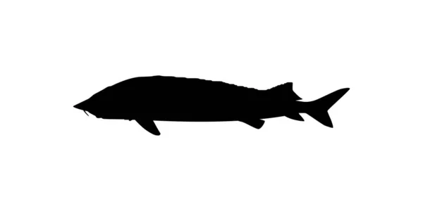 Beluga Sturgeon Huso Fish Silhouet Vis Die Premium Dure Kaviaar — Stockvector