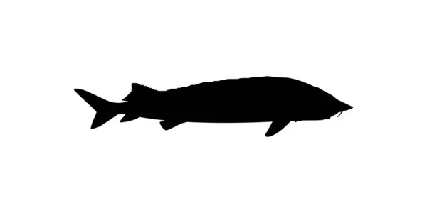 采购产品Beluga Sturgeon或Huso Fish Silhouette Fish Which Produce Premium Expensive Caviar — 图库矢量图片