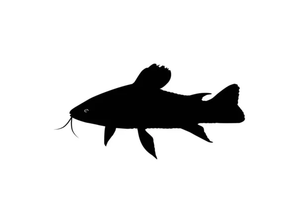 Siluet Ikan Kwi Kwi Atau Tamuata Atipa Hassa Cascadu Cascadura - Stok Vektor