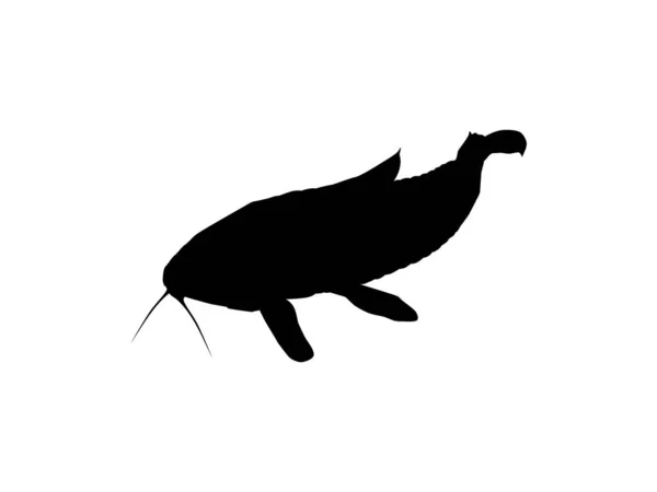 鱼Kwi Kwi或Tamuata Atipa Hassa Cascadu Cascadura Busco Currito或Hoplosternum Littorale的轮廓是一种产于卡利什蒂亚科的装甲鲶鱼 病媒图解 — 图库矢量图片