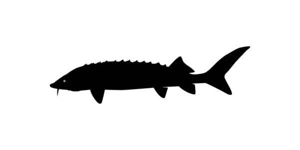 Beluga Sturgeon Atau Huso Fish Silhouette Fish Which Produce Premium - Stok Vektor