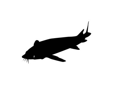 Beluga Sturgeon ya da Huso Fish Silhouette, Primium ve Pahalı Havyar Üreten Balık, Logo Tipi için, Sanat Illustration, Pictogram, Apps, Web Sitesi veya Grafik Tasarım Elemanı. Vektör İllüstrasyonu