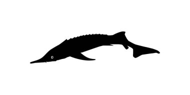 Beluga Sturgeon ya da Huso Fish Silhouette, Primium ve Pahalı Havyar Üreten Balık, Logo Tipi için, Sanat Illustration, Pictogram, Apps, Web Sitesi veya Grafik Tasarım Elemanı. Vektör İllüstrasyonu