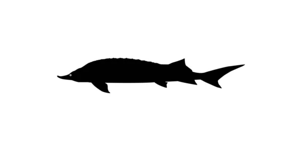 Белужский Осетр Рыбный Силуэт Гусо Рыба Которая Производит Премиум Дорогую — стоковый вектор