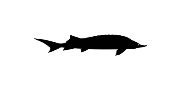 Beluga Sturgeon Huso Fish Silhouette Primium Pahalı Havyar Üreten Balık — Stok Vektör