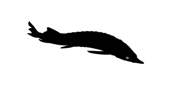 Beluga Sturgeon Huso Fish Silhouette Fish Que Producen Caviar Premium — Vector de stock