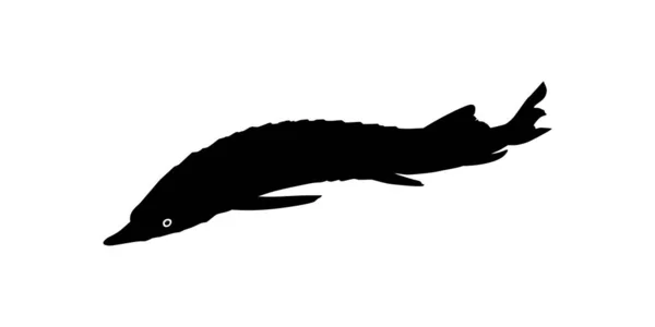 Beluga Sturgeon Huso Fish Silhouette Peixes Que Produzem Caviar Premium — Vetor de Stock
