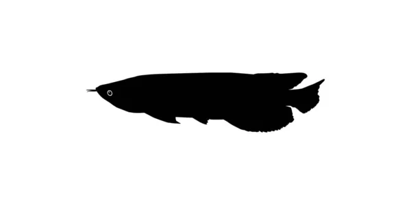 Silhueta Arowana Arwana Também Conhecido Como Dragon Fish Para Ilustração — Vetor de Stock