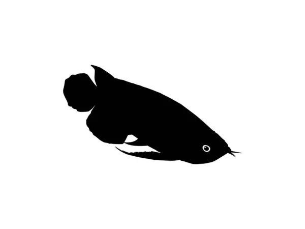 Silhouette Acona Lub Arwana Znana Również Jako Dragon Fish Art — Wektor stockowy