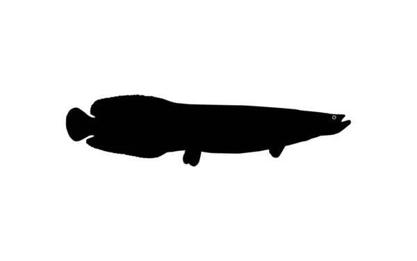 Silhouette Del Pesce Arapaima Pirarucu Paiche Icona Simbolo Pittogramma Illustrazione — Vettoriale Stock