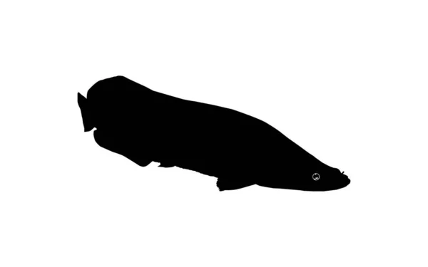 Silhouet Van Fish Arapaima Pirarucu Paiche Voor Pictogram Symbool Pictogram — Stockvector