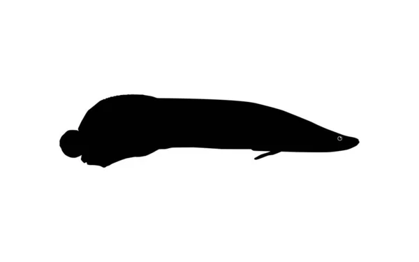 Silhouette Fish Arapaima Pirarucu Paiche Icon Symbol Pictogram Art Illustration — Stock Vector