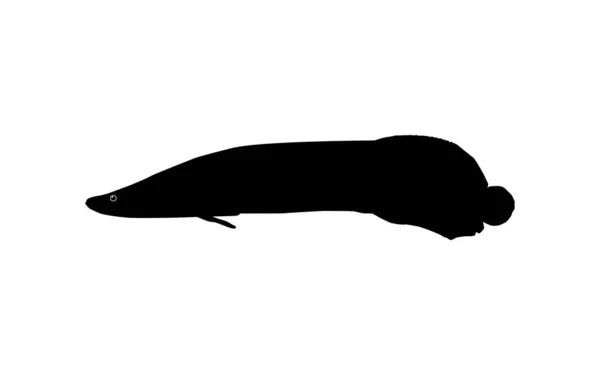 アイコン シンボル ピクトグラム アートイラスト ロゴタイプ ウェブサイトまたはグラフィックデザイン要素のための魚Arapaima またはPiarucu またはPaicheのシルエット ベクターイラスト — ストックベクタ