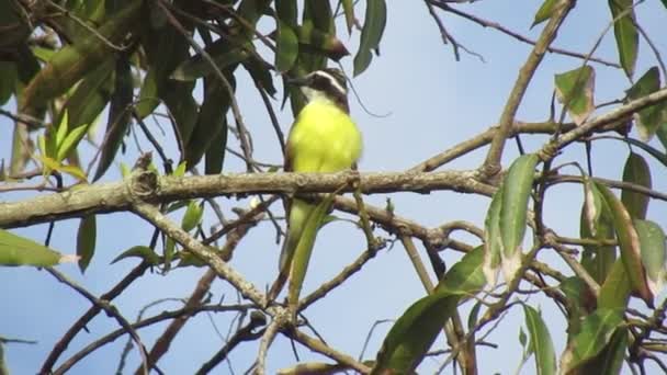 Lesser Kiskadee Bird Natonal Bird Suriname Fauna Video Documentary Emplacement — Video