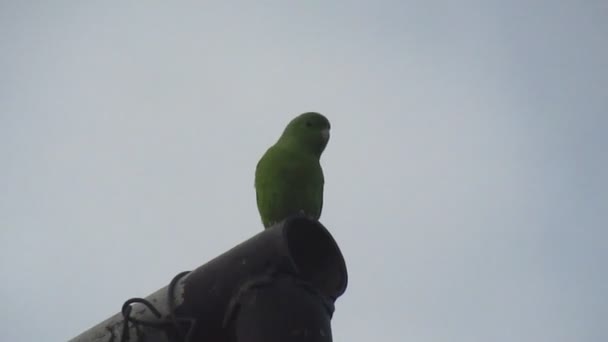 绿色爱情鸟栖息在铁管上作为它们甜蜜家园的纪录片 Fauna Documentary 在苏里南 南美洲的地点 — 图库视频影像