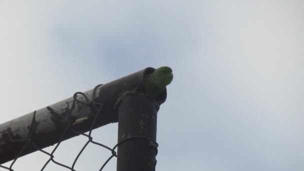 Documentary Video Green Love Bird Perched Iron Pipe Home Sweet — Stock Video