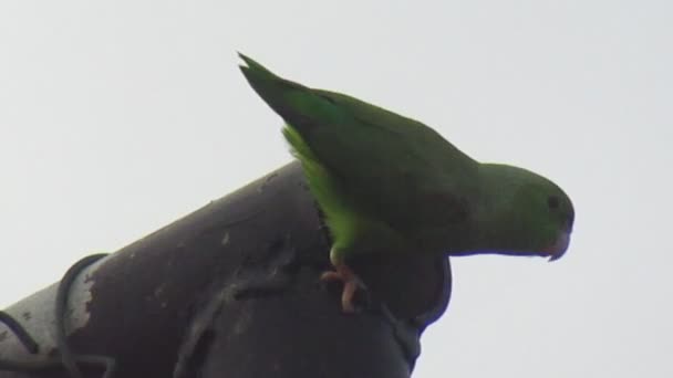 Ντοκιμαντέρ Βίντεο Του Πράσινου Πουλιού Αγάπης Σκαρφαλωμένο Στο Σιδερένιο Σωλήνα — Αρχείο Βίντεο