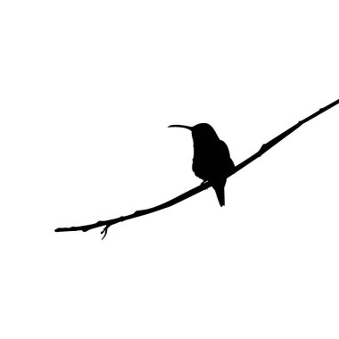 Tüneyen Sinekkuşu Silueti, Sanat Illustration, Web sitesi, Logo Gram, Pictogram veya Grafik Tasarım Elementi 'ni kullanabilir. Vektör İllüstrasyonu