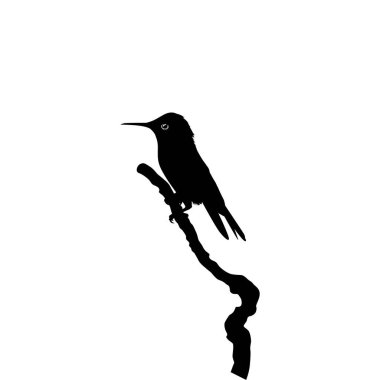 Tüneyen Sinekkuşu Silueti, Sanat Illustration, Web sitesi, Logo Gram, Pictogram veya Grafik Tasarım Elementi 'ni kullanabilir. Vektör İllüstrasyonu