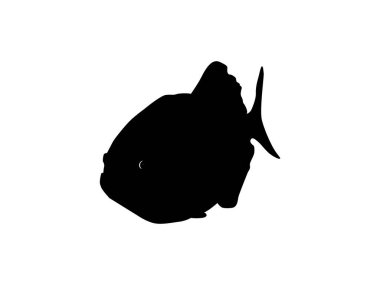 Piranha Fish Silhouette, Logo Gram, Website, Art Illustration, Pictogram, Icon veya Grafik Tasarım Elementi için kullanılabilir. Vektör İllüstrasyonu