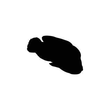 Humphead wrasse 'nin (Cheilinus undulatus) silueti, ayrıca Mori wrasse, Napolyon wrasse, Napolyon balığı olarak da bilinir. Düz Stil, Logo Gram, Hayvan Resimleri, Pictogram, Web Sitesi veya Grafik Tasarım Elementi için kullanılabilir. Vektör İllüstrasyonu