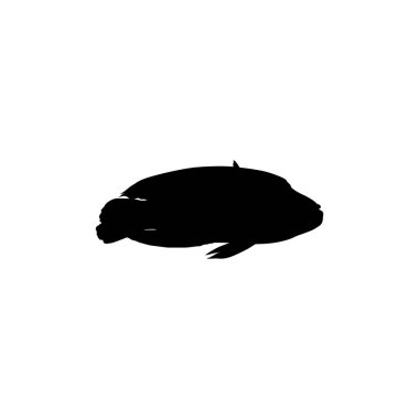 Silhouette of the The Humphead wrasse (Cheilinus undulatus), also known as the Mori wrasse, Napoleon wrasse, Napoleon fish. Flat Style, can use for Logo Gram, Animal Illustration, Pictogram, Website, or Graphic Design Element. Vector Illustration clipart