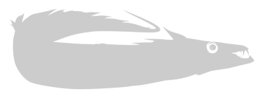 Cutlass Fish 'in silueti, Düz Stil, Logo Gram, Sanat Illustration, Pictogram veya Grafik Tasarım Elementi için kullanılabilir. PNG Biçimi