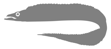 Cutlass Fish 'in silueti, Düz Stil, Logo Gram, Sanat Illustration, Pictogram veya Grafik Tasarım Elementi için kullanılabilir. PNG Biçimi