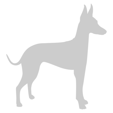  Köpek Silueti, Logo, Sanat İllüstrasyonu, Uygulamalar, Pictogram, Web Sitesi veya Grafik Tasarım Elemanı için kullanılabilir. PNG Biçimi