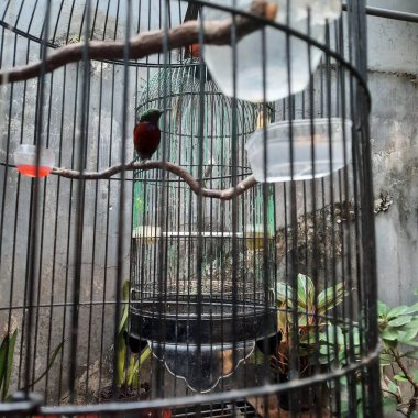 Kafesteki uğultulu kuş. Fauna Fotoğraf Belgeseli. Yogyakarta, Endonezya 'da konum 