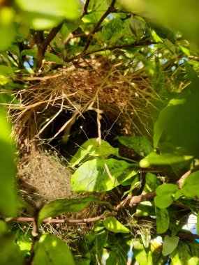 Daldaki Kuş Yuvası. Fauna Fotoğraf Belgeseli. Konum: Jawa Tengah (Cava Merkezi), Endonezya