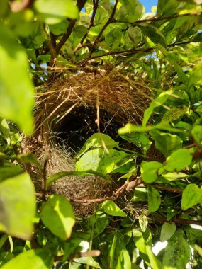 Daldaki Kuş Yuvası. Fauna Fotoğraf Belgeseli. Konum: Jawa Tengah (Cava Merkezi), Endonezya