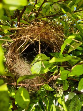 Daldaki Kuş Yuvası. Fauna Fotoğraf Belgeseli. Konum: Jawa Tengah (Cava Merkezi), Endonezya