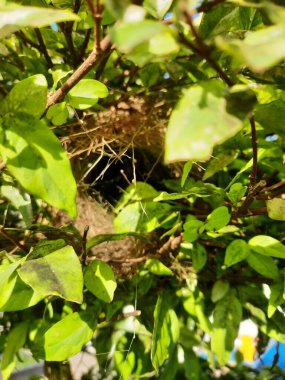 Daldaki Kuş Yuvası. Fauna Fotoğraf Belgeseli. Konum: Jawa Tengah (Cava Merkezi), Endonezya