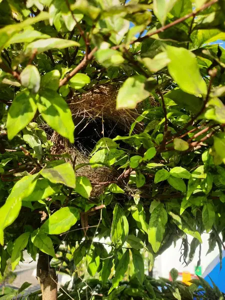 Daldaki Kuş Yuvası. Fauna Fotoğraf Belgeseli. Konum: Jawa Tengah (Cava Merkezi), Endonezya